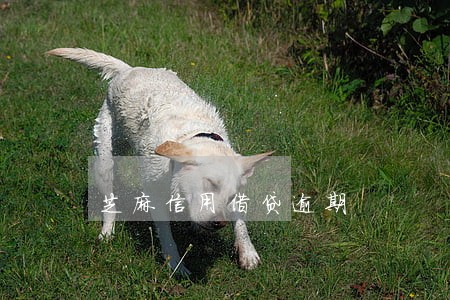 芝麻信用借贷逾期