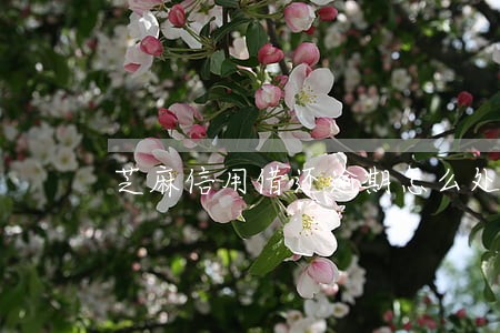 芝麻信用借还逾期怎么处理 芝麻信用借还逾期怎么处理