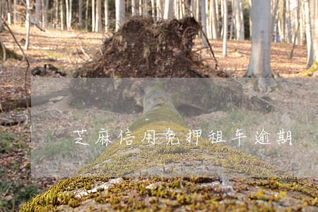 芝麻信用免押租车逾期 芝麻信用免押租车逾期