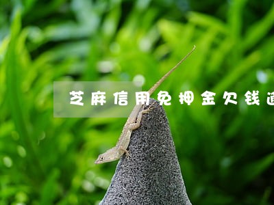 芝麻信用免押金欠钱逾期 芝麻信用免押金欠钱逾期