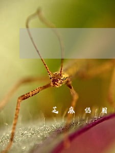 芝麻信用出现已逾期 芝麻信用出现已逾期