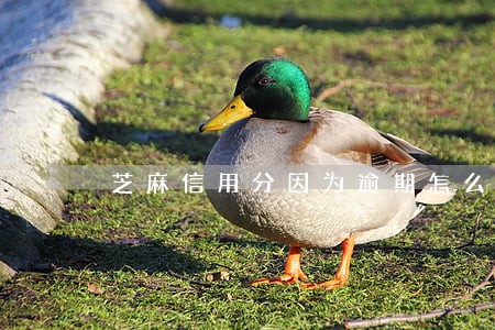 芝麻信用分因为逾期怎么提高