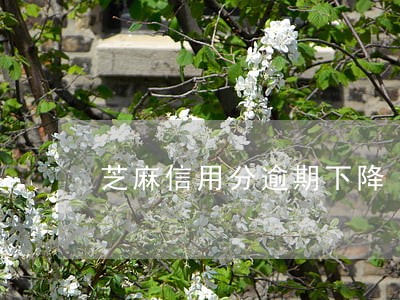 芝麻信用分逾期下降 芝麻信用分逾期下降