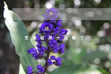 芝麻信用分逾期了 芝麻信用分逾期了