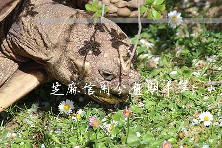 芝麻信用分逾期半年547 芝麻信用分逾期半年547