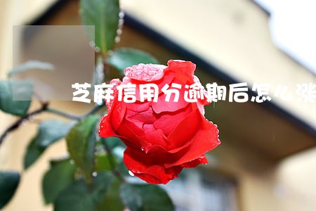 芝麻信用分逾期后怎么涨 芝麻信用分逾期后怎么涨