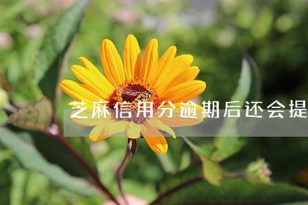 芝麻信用分逾期后还会提高吗 芝麻信用分逾期后还会提高吗