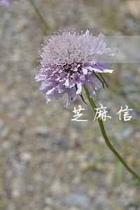 芝麻信用分逾期影响 芝麻信用分逾期影响