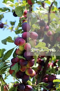 芝麻信用分逾期记录申诉成功 芝麻信用分逾期记录申诉成功