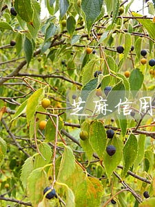芝麻信用分逾期过还能涨分吗 芝麻信用分逾期过还能涨分吗