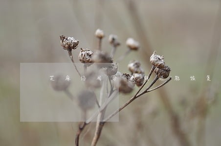 芝麻信用分逾期还能恢复吗 芝麻信用分逾期还能恢复吗