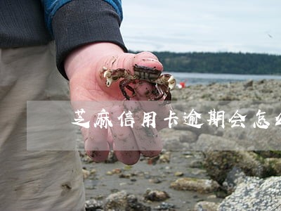 芝麻信用卡逾期会怎么样 芝麻信用卡逾期会怎么样