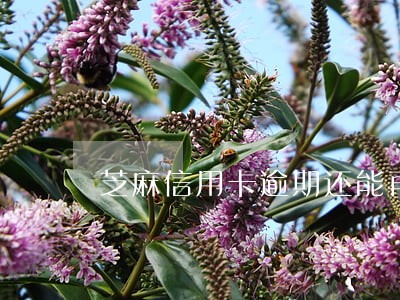 芝麻信用卡逾期还能再申请吗 芝麻信用卡逾期还能再申请吗