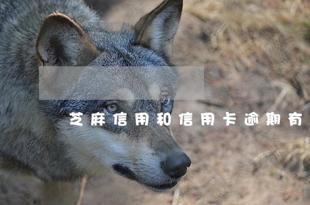 芝麻信用和信用卡逾期有关