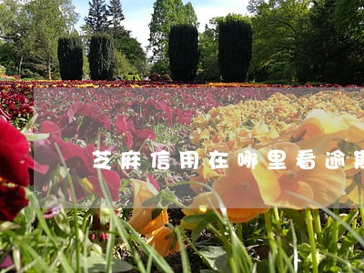 芝麻信用在哪里看逾期记录 芝麻信用在哪里看逾期记录