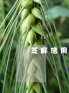 芝麻信用已逾期怎么支付 芝麻信用已逾期怎么支付