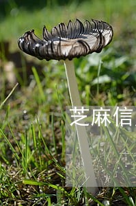 芝麻信用待守约已逾期怎么处理啊 芝麻信用待守约已逾期怎么处理啊