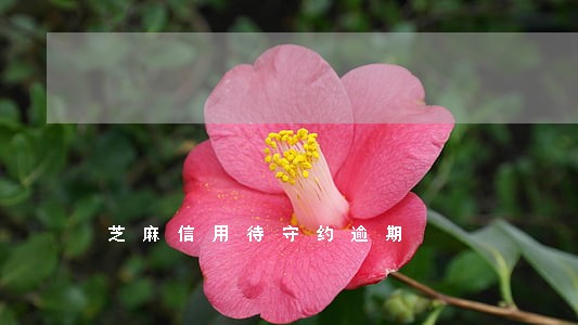 芝麻信用待守约逾期 芝麻信用待守约逾期