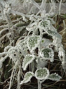 芝麻信用怎么逾期 芝麻信用怎么逾期