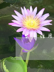 芝麻信用所有的逾期记录影响 芝麻信用所有的逾期记录影响