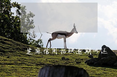 芝麻信用招联逾期以还 芝麻信用招联逾期以还