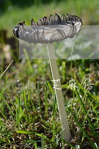 芝麻信用撤销逾期 芝麻信用撤销逾期