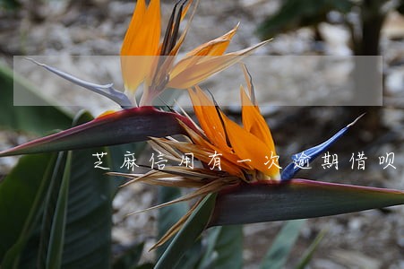 芝麻信用有一次逾期借呗会怎样 芝麻信用有一次逾期借呗会怎样