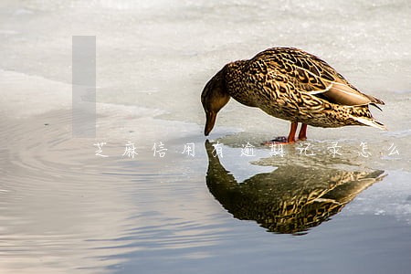 芝麻信用有逾期记录怎么提高 芝麻信用有逾期记录怎么提高