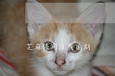 芝麻信用没有逾期 芝麻信用没有逾期