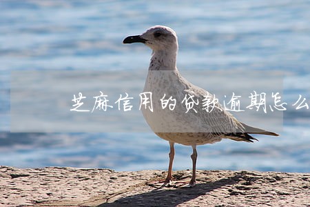 芝麻信用的贷款逾期怎么删除 芝麻信用的贷款逾期怎么删除