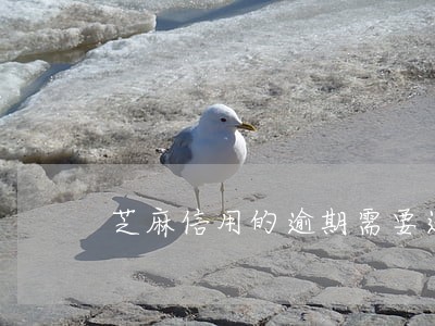 芝麻信用的逾期需要还吗 芝麻信用的逾期需要还吗