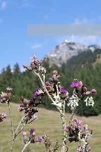 芝麻信用管理有逾期 芝麻信用管理有逾期