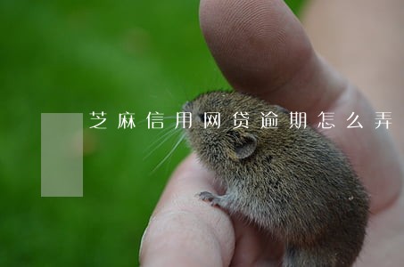 芝麻信用网贷逾期怎么弄 芝麻信用网贷逾期怎么弄