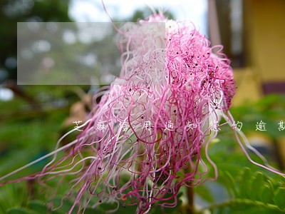 芝麻信用通知您的逾期申诉已成功 芝麻信用通知您的逾期申诉已成功