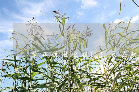 芝麻信用逾期15天还款能申诉吗 芝麻信用逾期15天还款能申诉吗