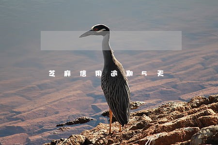 芝麻信用逾期5天 芝麻信用逾期5天