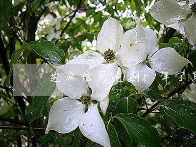 芝麻信用逾期5年了怎么办 芝麻信用逾期5年了怎么办