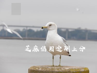 芝麻信用逾期上分 芝麻信用逾期上分