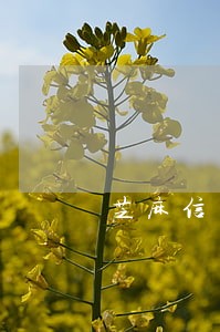 芝麻信用逾期上征信多久会爆 芝麻信用逾期上征信多久会爆