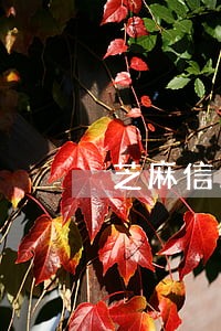 芝麻信用逾期不良记录 芝麻信用逾期不良记录