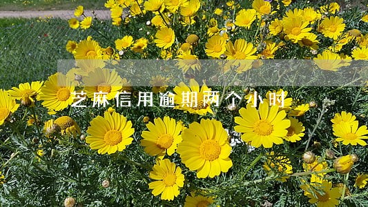 芝麻信用逾期两个小时 芝麻信用逾期两个小时