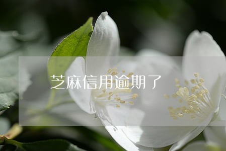 芝麻信用逾期了 芝麻信用逾期了