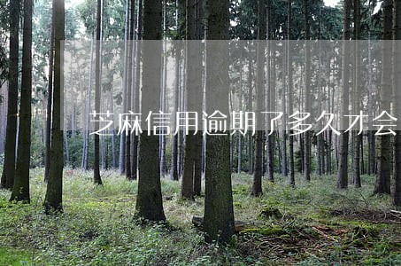 芝麻信用逾期了多久才会涨分
