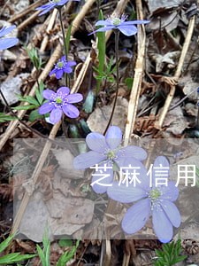 芝麻信用逾期了怎么守约 芝麻信用逾期了怎么守约