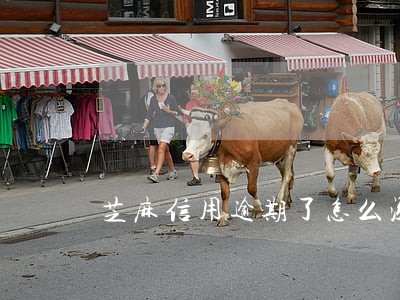 芝麻信用逾期了怎么涨分 芝麻信用逾期了怎么涨分