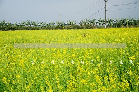 芝麻信用逾期了怎么还款 芝麻信用逾期了怎么还款