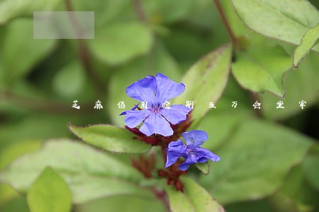 芝麻信用逾期五万会坐牢吗 芝麻信用逾期五万会坐牢吗