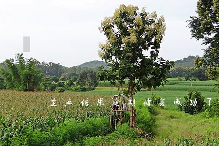 芝麻信用逾期修复成功了 芝麻信用逾期修复成功了