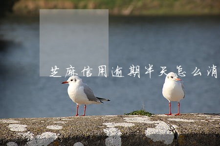 芝麻信用逾期半天怎么消除 芝麻信用逾期半天怎么消除