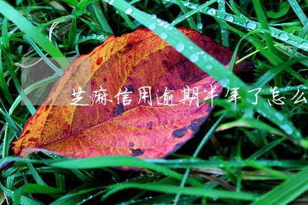 芝麻信用逾期半年了怎么办 芝麻信用逾期半年了怎么办